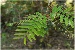 Acacia torta